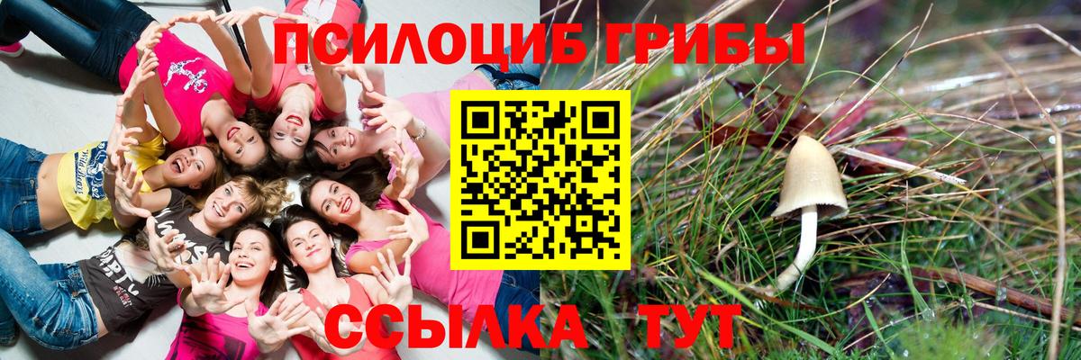 Псилоцибиновые грибы MAGIC MUSHROOMS  где найти   Сухой Лог  Галлюциногенные грибы Psilocybine cubensis  Вход с VPN 